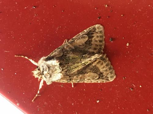 Réf. 269 657 : Allophyes oxyacanthae
